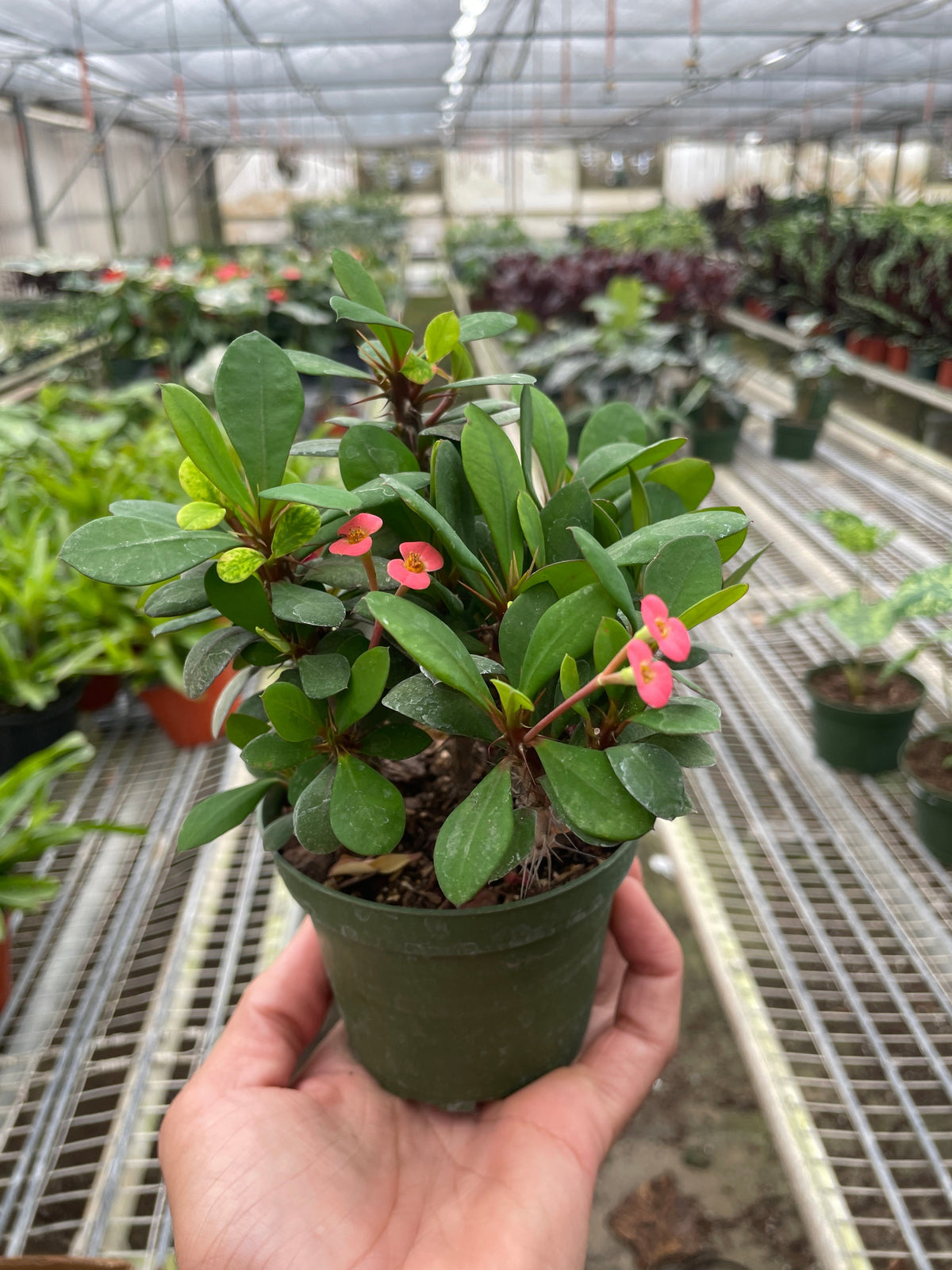 Crown of Thorns | Long-Lasting Red & Yellow Flowering Plant | House Plant Shop