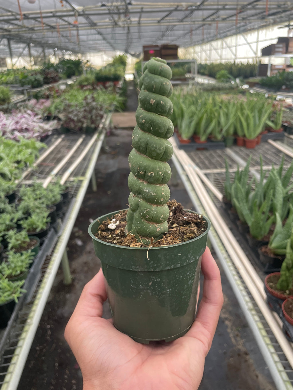 Succulent Unicorn Cactus | Rare Spiral Columnar Cactus | House Plant Shop