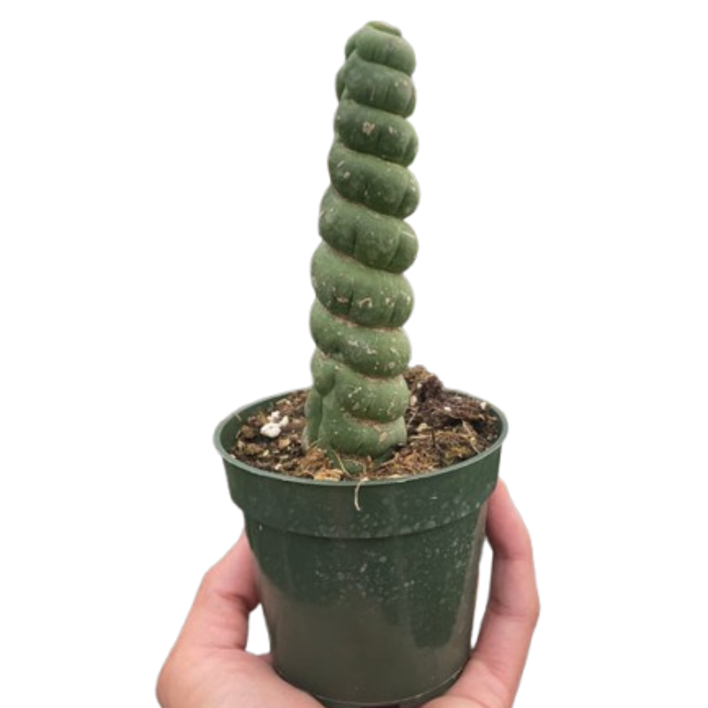 Succulent Unicorn Cactus | Rare Spiral Columnar Cactus | House Plant Shop