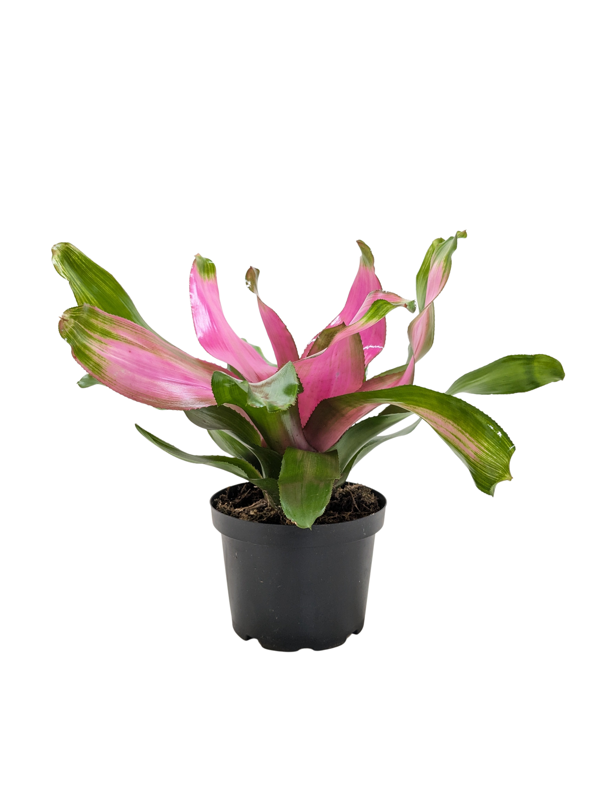 Bromeliad Donna | Pink Flowering Tropical Plant | House Plant Shop