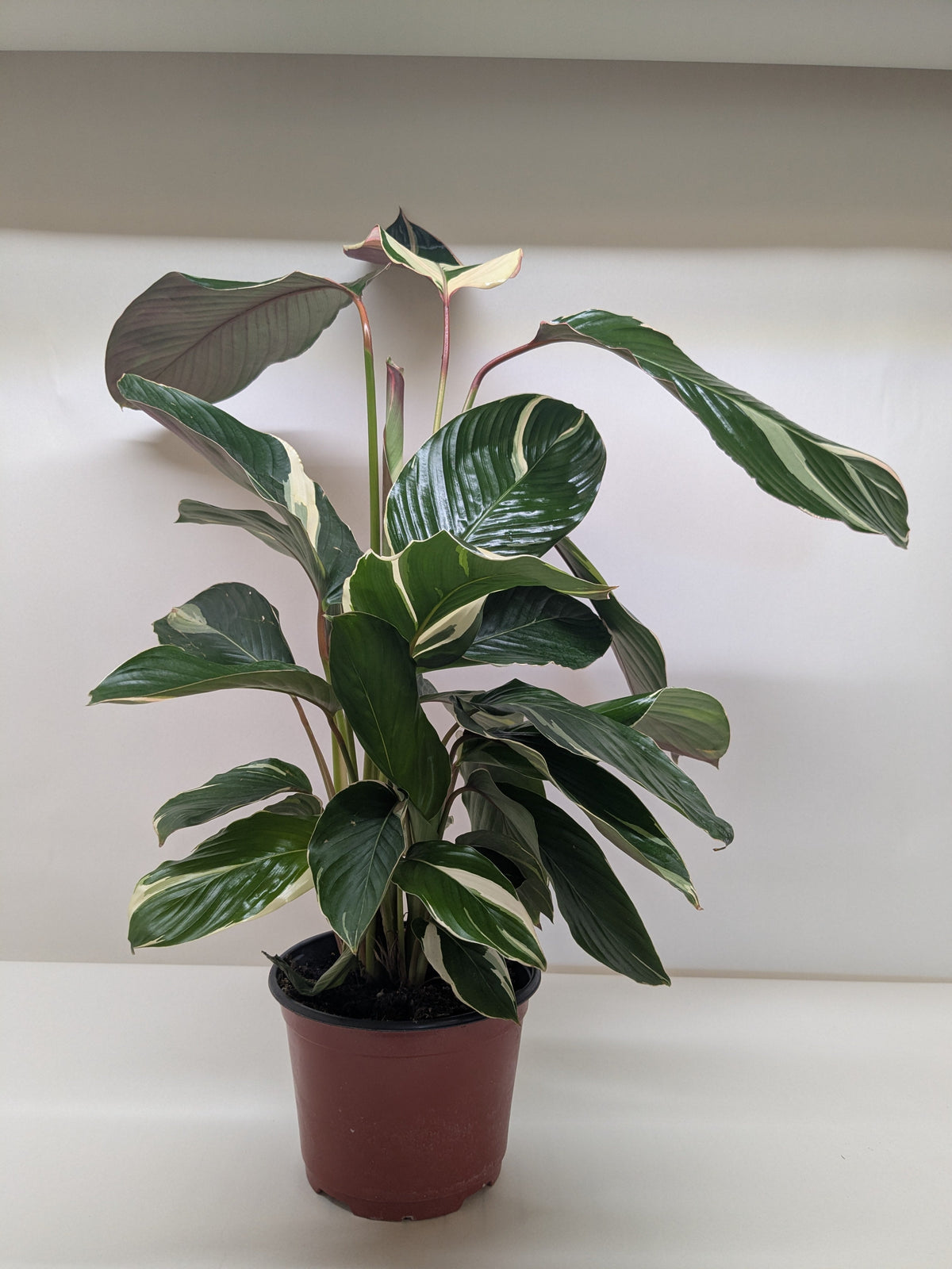 Calathea Princess Dalya | Pink & Purple Prayer Plant | House Plant Shop