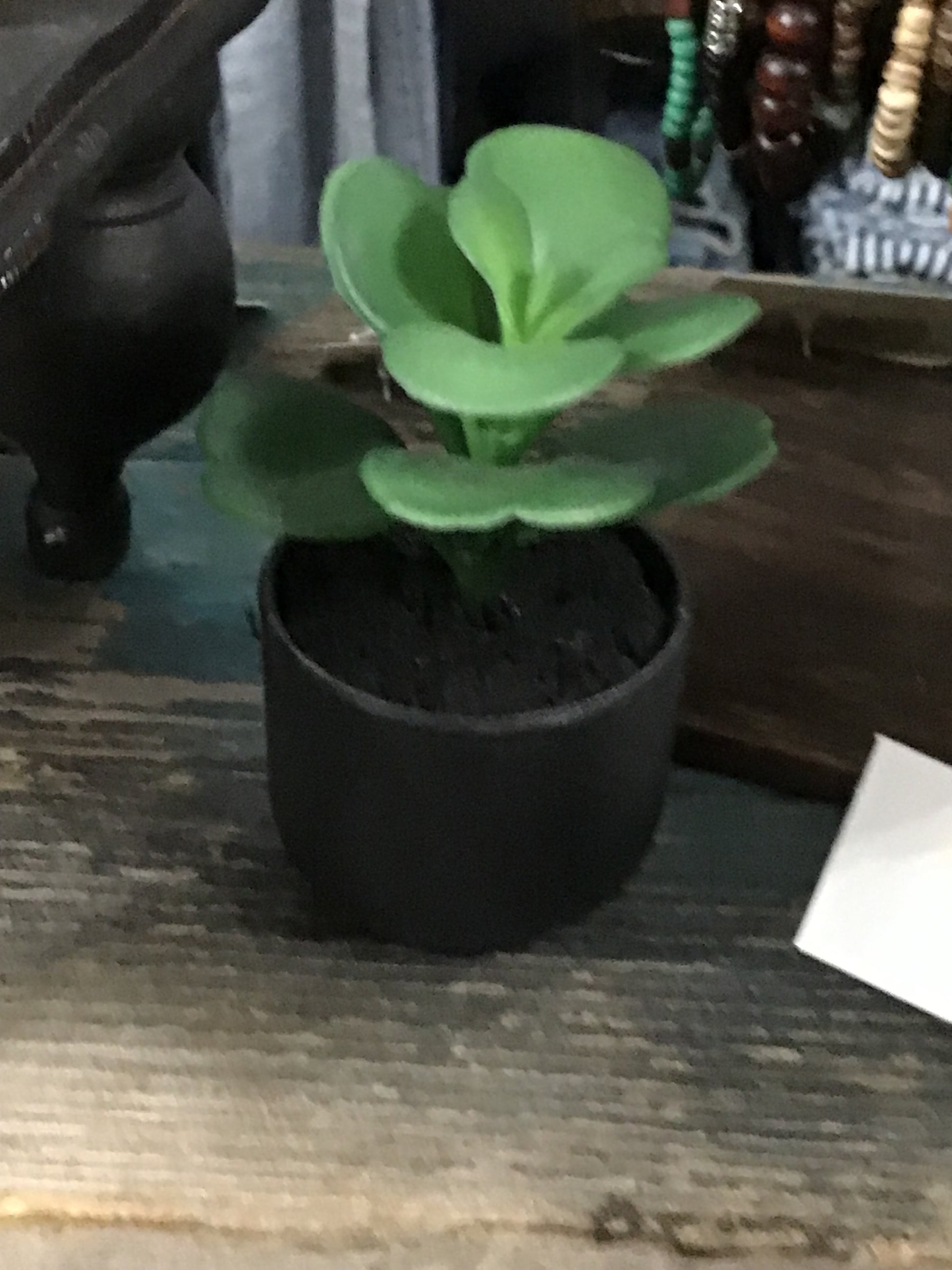 Foliage