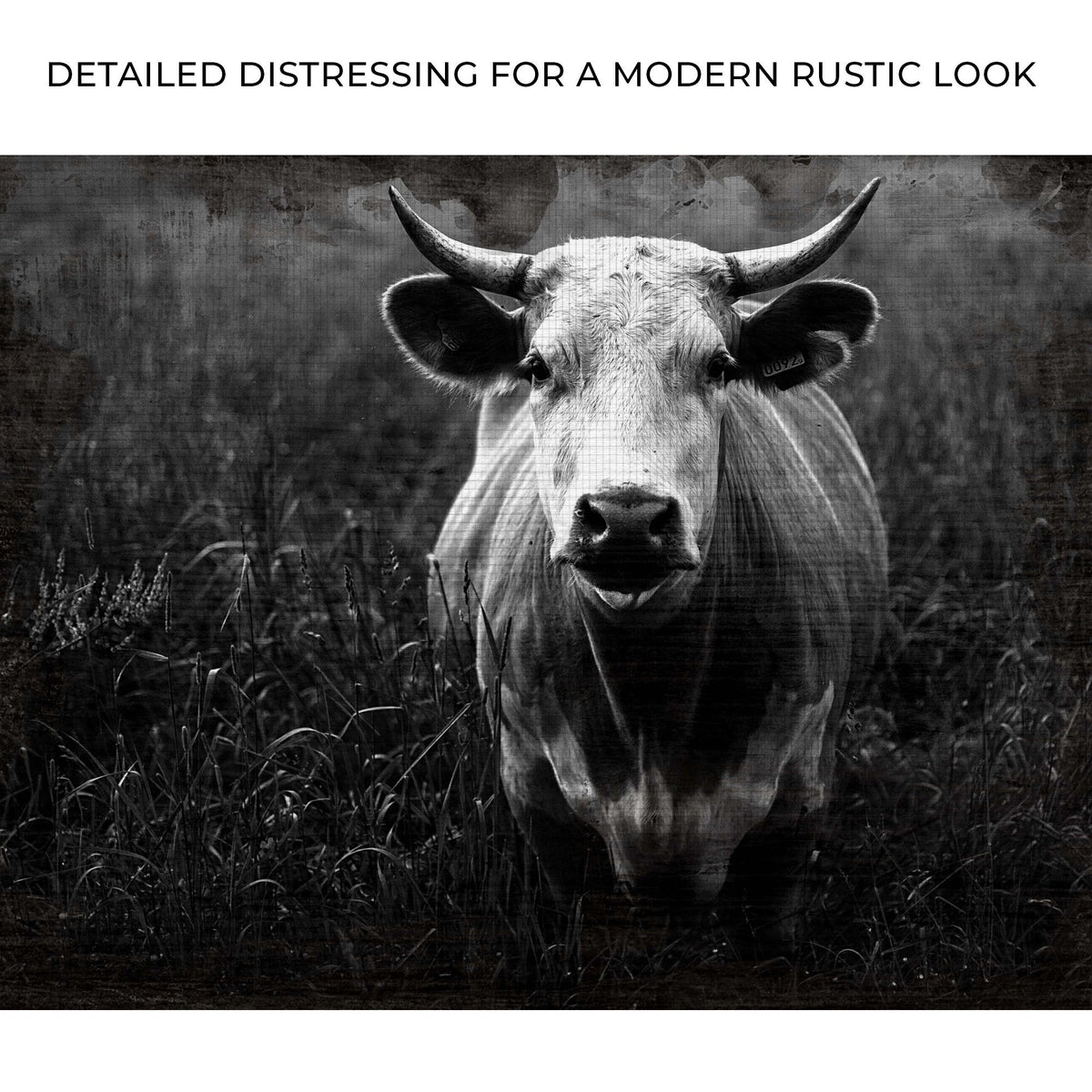 Longhorn Cattle Portrait Canvas Wall Art
